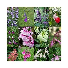 Salvia 9cm plant for sale  Delivered anywhere in Ireland