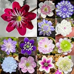 Leberblümchen samen hepatica gebraucht kaufen  Wird an jeden Ort in Deutschland