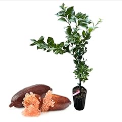 Pink finger lime for sale  Delivered anywhere in USA 