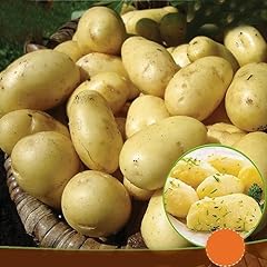 Seed potatoes charlotte for sale  Delivered anywhere in UK
