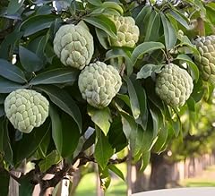 Sugar apple tree for sale  Delivered anywhere in USA 