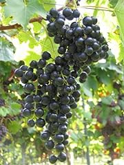 Vitis vinifera muscat gebraucht kaufen  Wird an jeden Ort in Deutschland