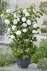 Gefüllter schneeball roseum gebraucht kaufen  Wird an jeden Ort in Deutschland