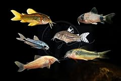 Swimming creatures pcs for sale  Delivered anywhere in USA 