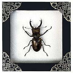 Real framed lucanus for sale  Delivered anywhere in UK