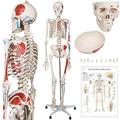 Jago anatomie skelett gebraucht kaufen  Wird an jeden Ort in Deutschland