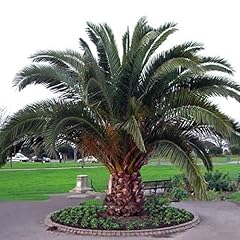 Graines phoenix canariensis d'occasion  Livré partout en France