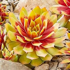Sempervivum Chick Charms Gold Nugget | Hens & Chicks for sale  Delivered anywhere in UK