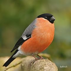 Rspb bullfinch sound for sale  Delivered anywhere in UK