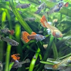 Guppy fry mystery for sale  Delivered anywhere in UK