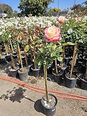 Rose tree live for sale  Delivered anywhere in USA 