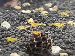 Tangerine tiger shrimp for sale  Delivered anywhere in USA 