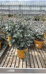Eucalyptus pflanze kugel gebraucht kaufen  Wird an jeden Ort in Deutschland