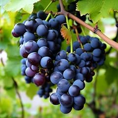 Concord grape vine for sale  Delivered anywhere in USA 