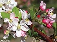 European crab apple for sale  Delivered anywhere in USA 