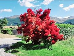 120 seeds dwarf for sale  Delivered anywhere in USA 