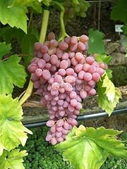 Naturling weintraube kernlose gebraucht kaufen  Wird an jeden Ort in Deutschland