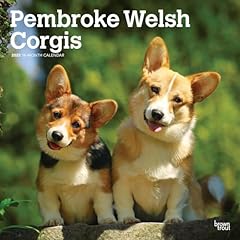 Pembroke welsh corgis for sale  Delivered anywhere in USA 