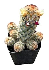 Foliagems live cactus for sale  Delivered anywhere in USA 