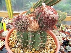 Melocactus Uebelmannii, cactus seme raro cactus 20 SEMI usato  Spedito ovunque in Italia 