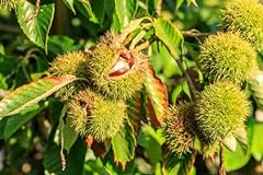 Chinese chestnuts tree for sale  Delivered anywhere in USA 