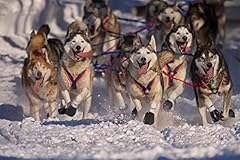 Laminated iditarod huskies for sale  Delivered anywhere in USA 