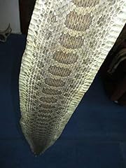 Rattlesnake skin prairie for sale  Delivered anywhere in USA 