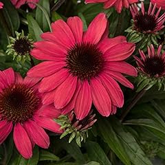 Echinacea sunmagic vintage for sale  Delivered anywhere in UK