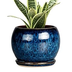 Sqowl inch plant for sale  Delivered anywhere in USA 