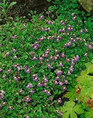 Cymbalaria hepaticifolia 9x9 gebraucht kaufen  Wird an jeden Ort in Deutschland