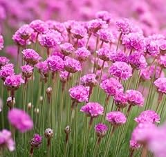 Armeria maritima rosa for sale  Delivered anywhere in UK