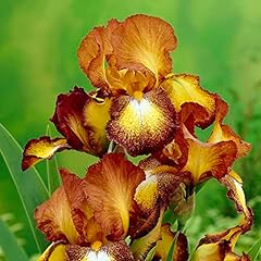 Iris germanica bronze for sale  Delivered anywhere in Ireland