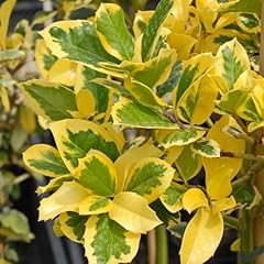 Holly golden king for sale  Delivered anywhere in UK