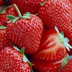 Red strawberry bare for sale  Delivered anywhere in USA 