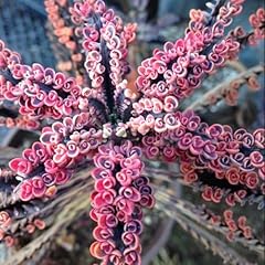 Kalanchoe pink butterfly for sale  Delivered anywhere in USA 