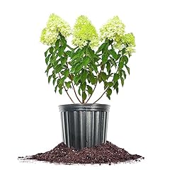 Perfect plants limelight for sale  Delivered anywhere in USA 