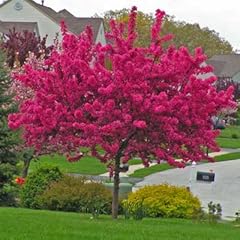 Brighter blooms prairifire for sale  Delivered anywhere in USA 