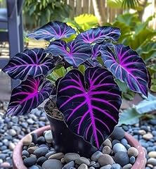 Graines plantes colocasia d'occasion  Livré partout en France