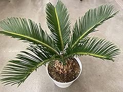 King sago palm for sale  Delivered anywhere in USA 