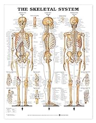 Skeletal system giant for sale  Delivered anywhere in USA 