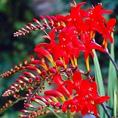 Red crocosmia lucifer for sale  Delivered anywhere in USA 