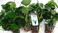 Anubias nana piante usato  Spedito ovunque in Italia 