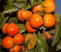 Pianta frutto albero usato  Spedito ovunque in Italia 