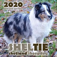 Sheltie shetland sheepdog d'occasion  Livré partout en France