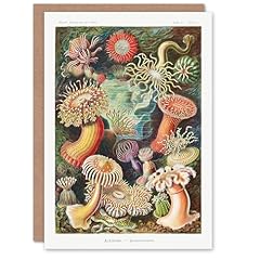 Artery8 ernst haeckel for sale  Delivered anywhere in UK