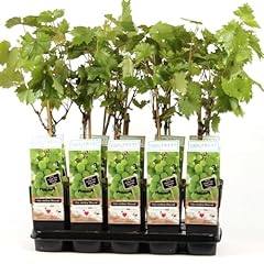 Fruit vitis himrod for sale  Delivered anywhere in UK