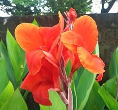President canna lily for sale  Delivered anywhere in USA 