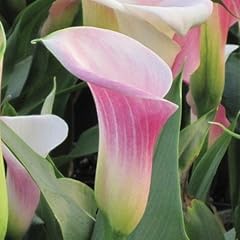 Pink calla lily for sale  Delivered anywhere in USA 