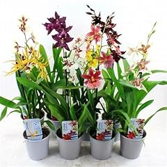 Cymbidium delightful perennial for sale  Delivered anywhere in USA 