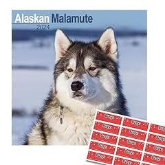 Alaskan malamute calendar for sale  Delivered anywhere in UK